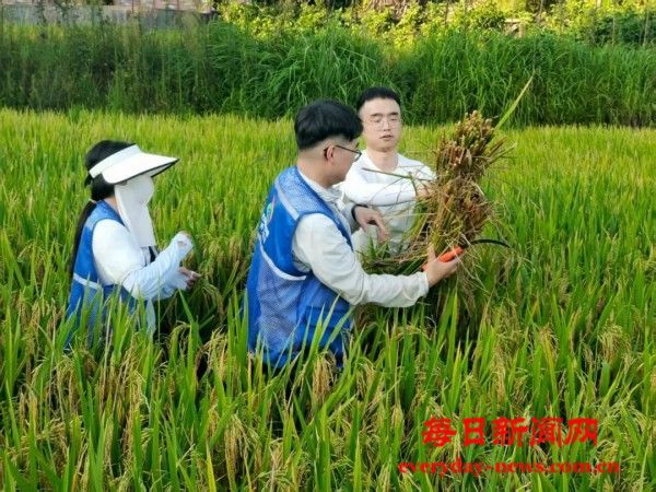 【四川达州】甘棠镇：躬身稻浪测实产  精